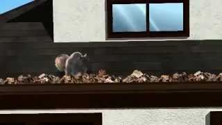 LeafGuard Gutter Squirrel Commericial