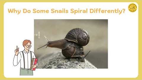 Jeremy, The "Shellebrity" Snail | Maternal Effect in Shell Coiling | Genetics