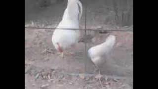 MOV0011A.avi
