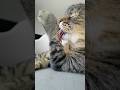 Happy Caturday 😻☀️😻 #cat #funnycat #viral
