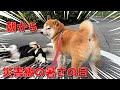 【京の柴犬】猛暑を乗り切れ！みんなで早朝散歩へGO！　太郎の犬モノガタリ第471話