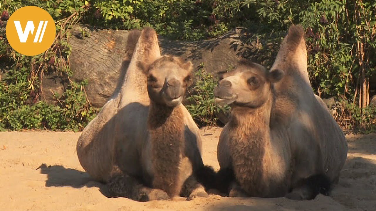 Trampeltier | Unsere Tierwelt (Kurze Tierdokumentation)