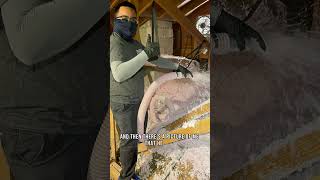 Why Should YOU Insulate Your Attic In Your Home! | Pure Plumbing & Air | Las Vegas 2024