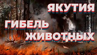 Животные бегут из тайги в город. лесные пожары в Якутии Дым