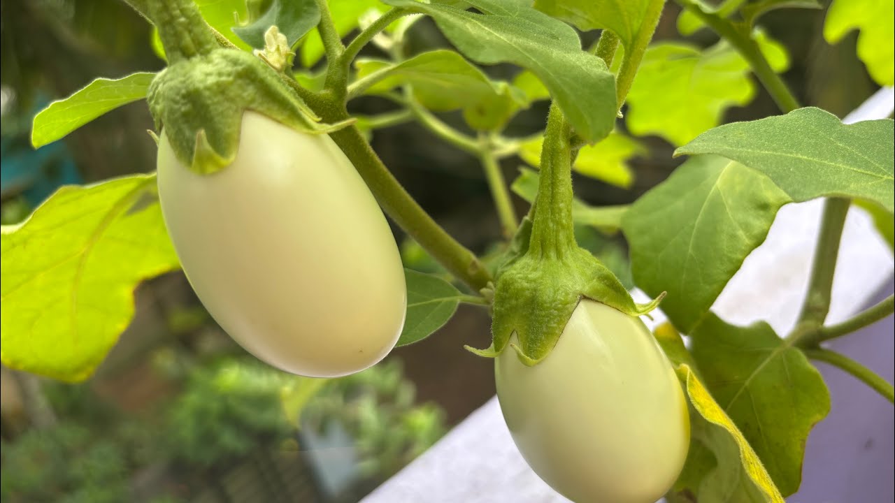 Vegetables harvesting 