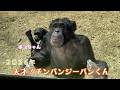 2026年 チンパンジーパンくん・ポコちゃん☀️日向ぼっこしながら、宮崎名物のチーズ饅頭を頂く🍵