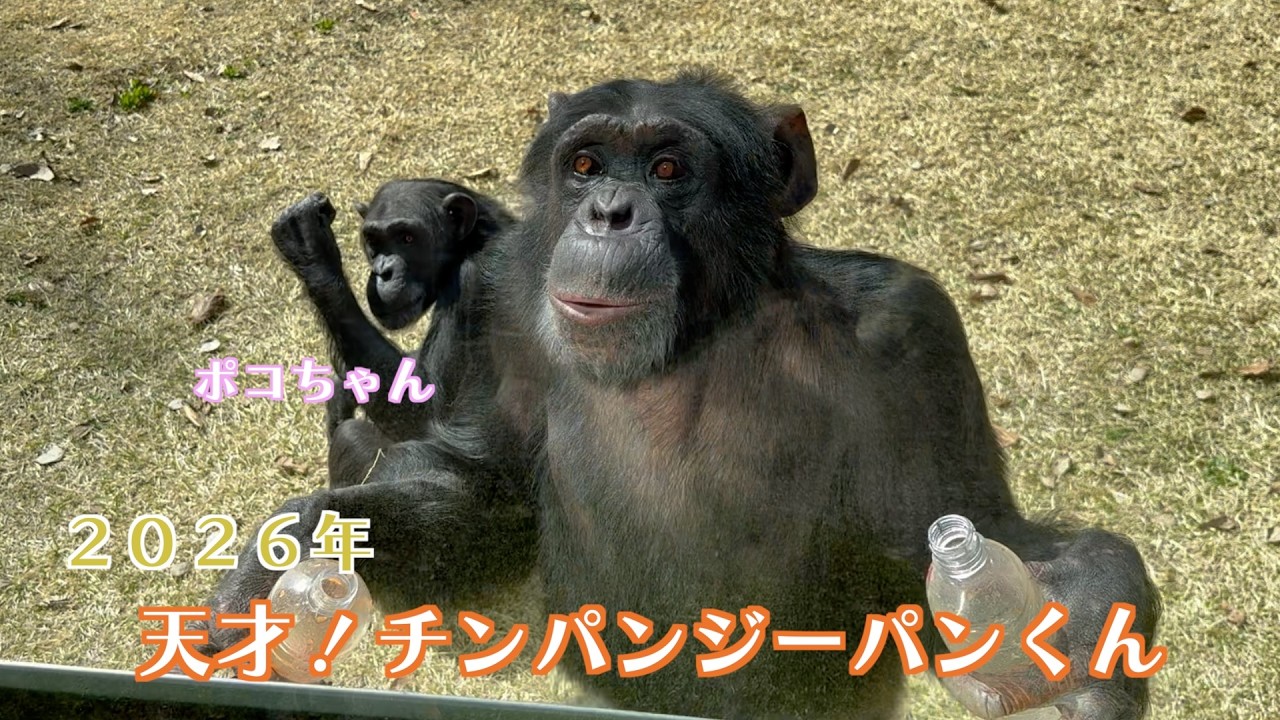 2026年 チンパンジーパンくん・ポコちゃん☀️日向ぼっこしながら、宮崎名物のチーズ饅頭を頂く🍵