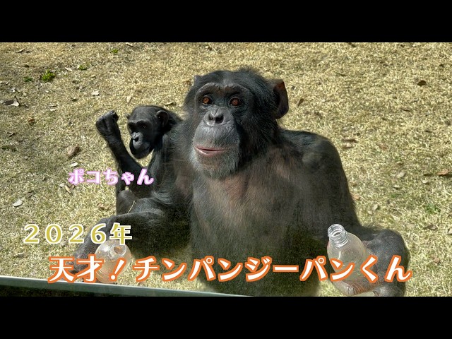 ✨ぱんくんさま専用〜新〜✨ In 2026, chimpanzees Pan-kun and Poco-chan ☀️ enjoyed Miyazaki's