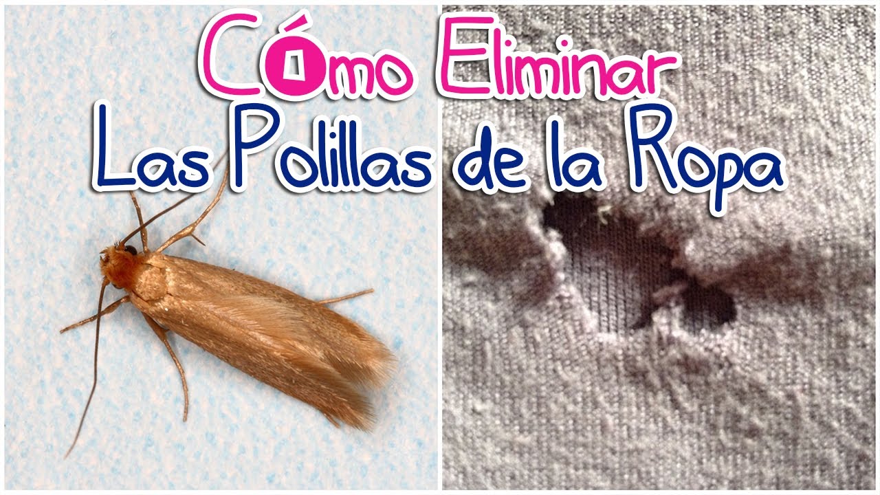 Cómo eliminar las polillas de la ropa YouTube