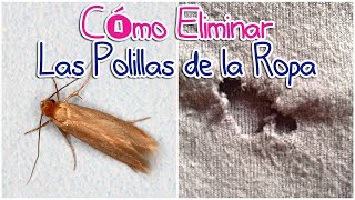 Cómo eliminar las polillas de la ropa - YouTube