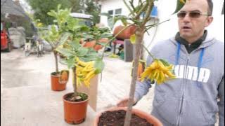 Piante di Cedro Mano di Buddha con i frutti giganti