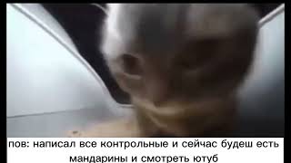 котик качает головой мем