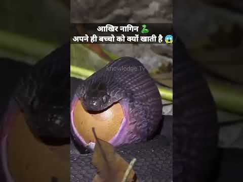 वीडियो: जर्मनी में वसंत: मौसम और घटना गाइड