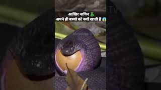 नागिन अपने बच्चे को क्यों खाती हैं 🐍😱 screenshot 1