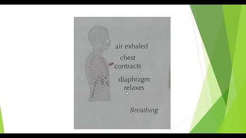 Erudite Academy , class 5-EVS, ch-breath in breathe out.