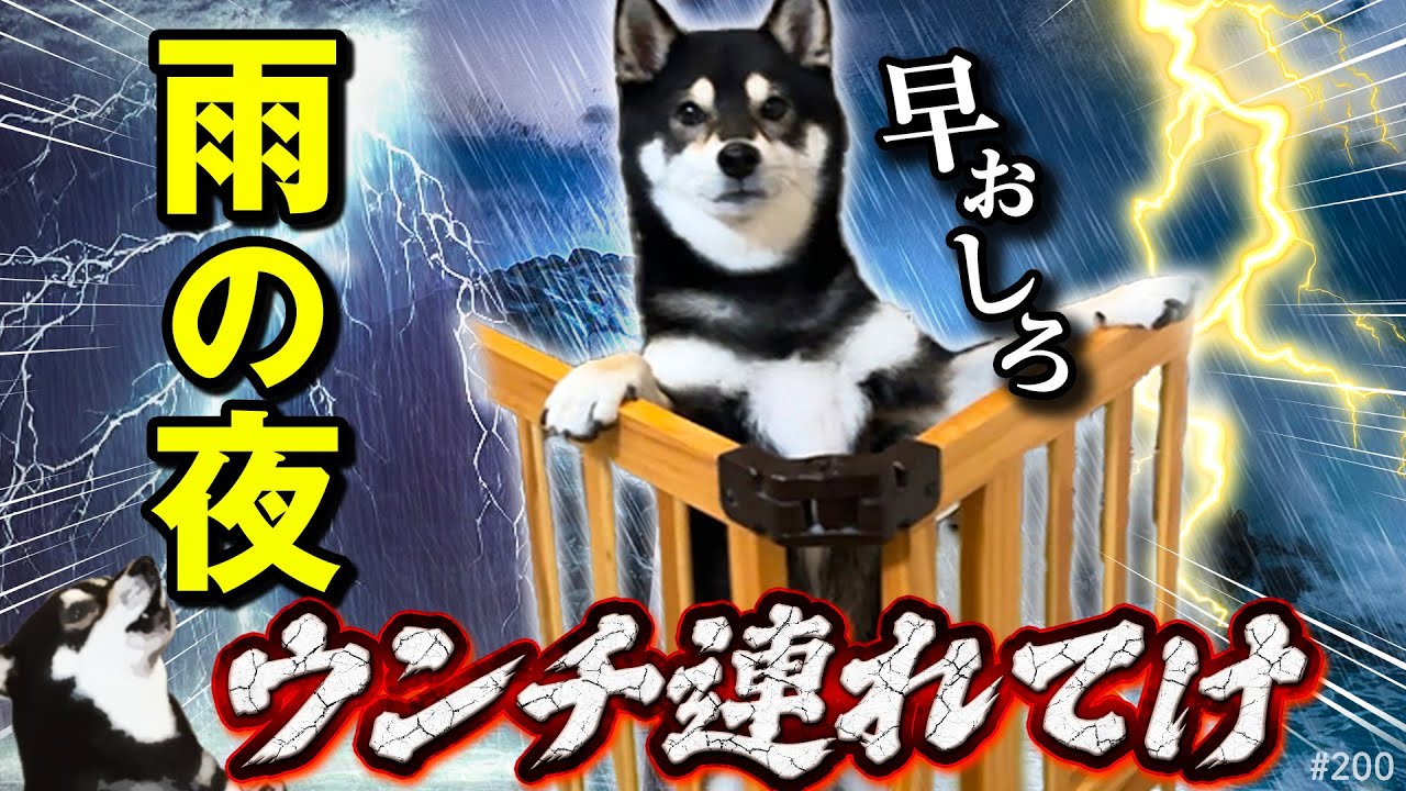 雨の夜、ウンチに連れてけと騒ぐ柴犬～さっき散歩行ったばっかなのに