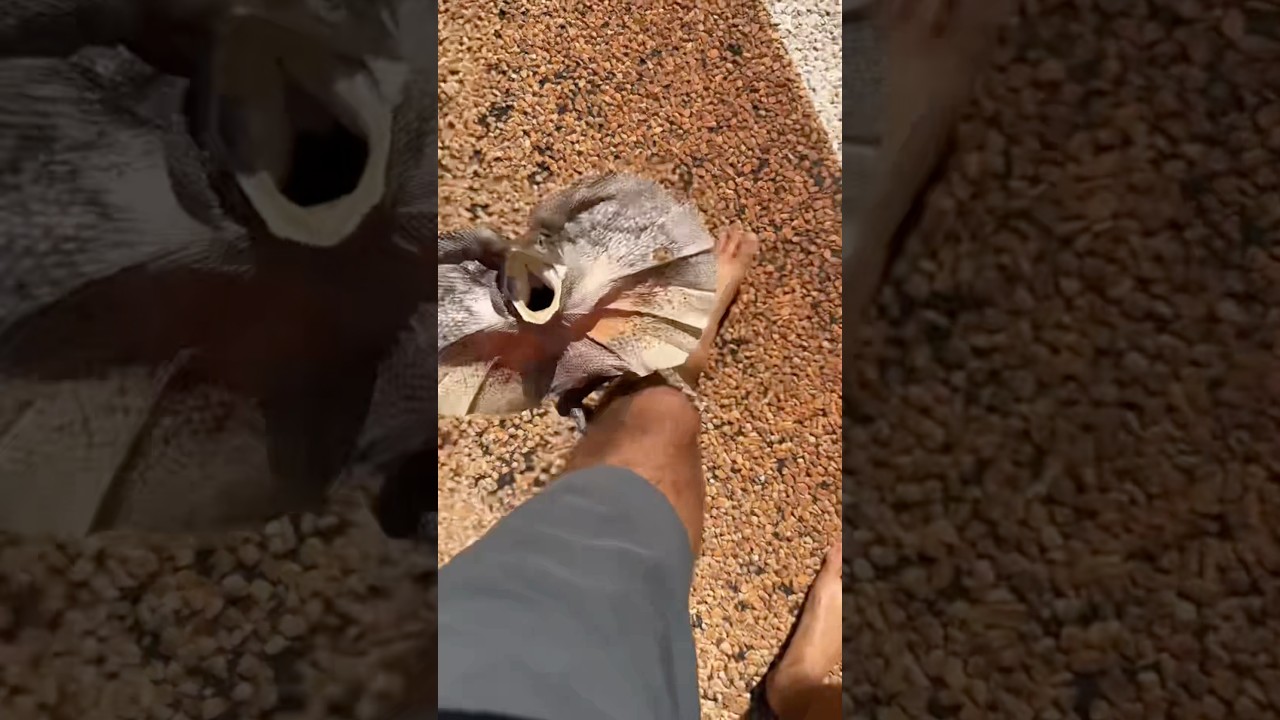 Welcome to Australia 