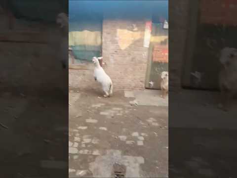 WAİT WAİT HARİKA
