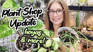 The Pink Trellis Plant Shop Update | Plants Currently For Sale | Hoya Syngonium Scindapsus and more!