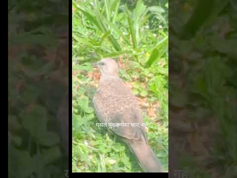 dove #life #lifeisbutadream