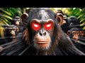 Linsolence des chimpanzs