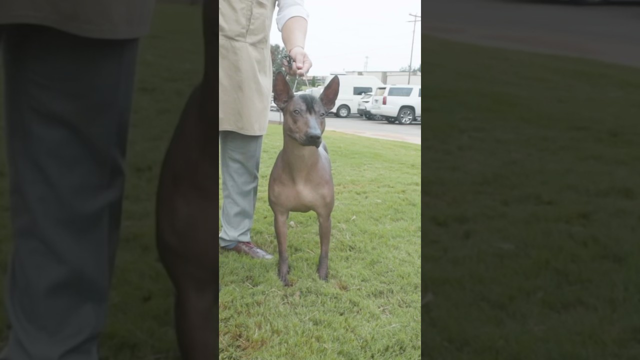 Xolo Project snippet! 