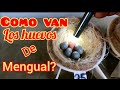 Como de buenos, son los huevos de Mengual?