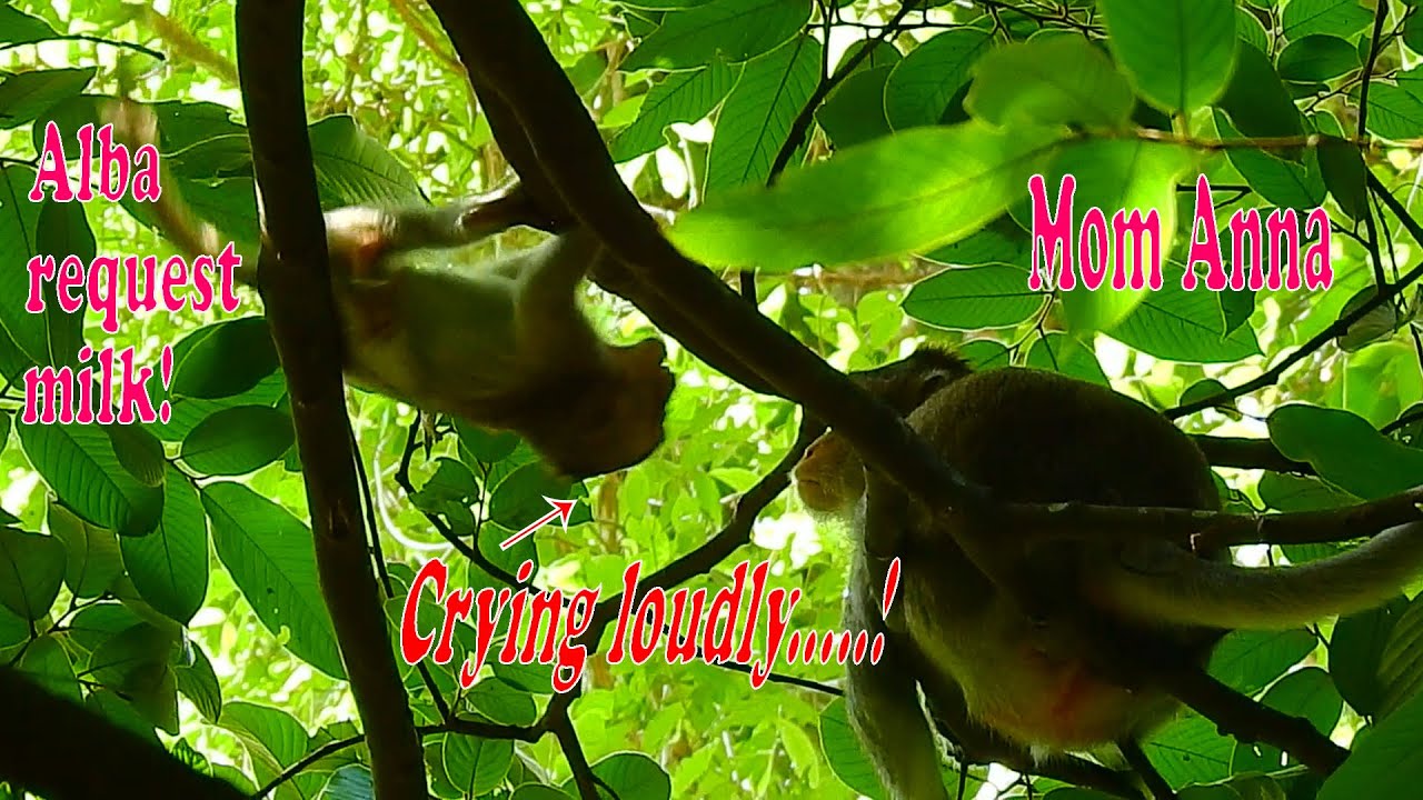 Baby Alba crying loudly! Alba request milk,she want to breastfeed until she asleep!