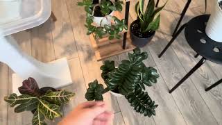 видео: Мои цветочки 🍁🍁🍁 картинка: Мои цветочки 🍁🍁🍁