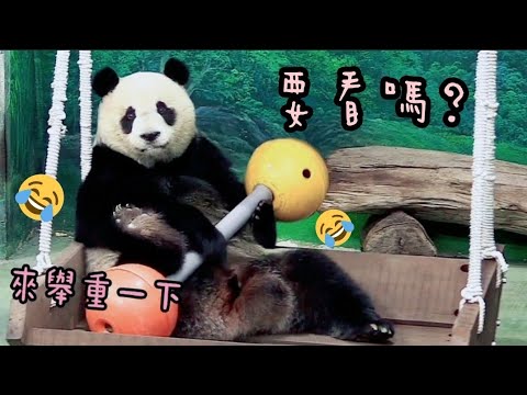 圓仔姐姐邊吃點心邊運動，模樣超可愛|熊貓貓熊The Giant Panda Yuan Yuan and Yuan Bao|台北市立動物園