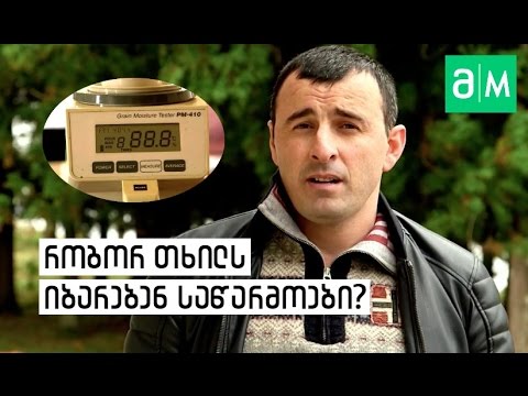 როგორ თხილს იბარებენ საწარმოებში მაღალ ფასად...