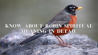 Famous Robin Spiritual Meaning | Unlocking the Secrets Messages Net Worth