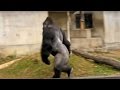 イケメンゴリラ「シャバーニ」の直立歩行Goriiia walking