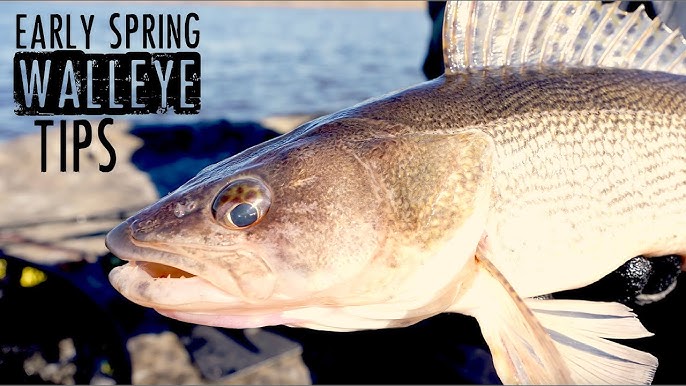 How To Fish Swimbaits for Walleye - And When To Fish Them 