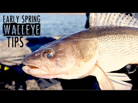 How to Fish Spring Walleyes Like a PRO!