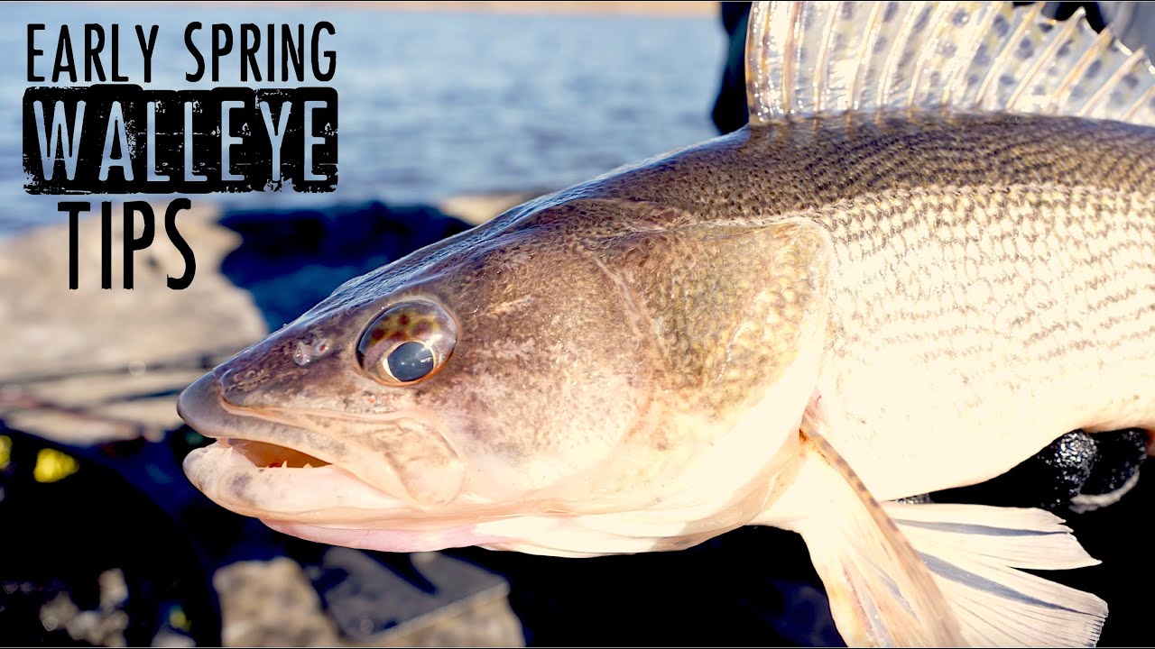 How to Fish Spring Walleyes Like a PRO! 