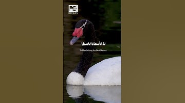 الآية 24 من سورة الحشر بصوت الشيخ بلال دربالي  #ارحقلبك