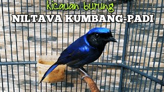 SUARA BURUNG NILTAVA KUMBANG PADI | NILTAVA KUMBANG GACOR | NILTAVA GACOR