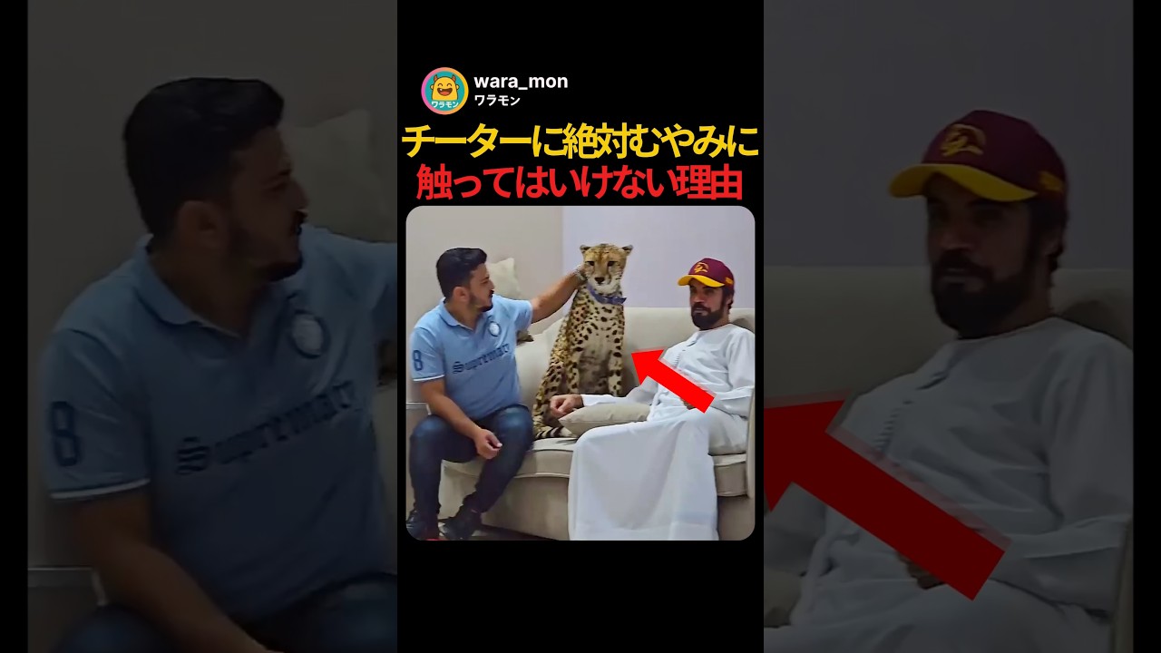 チーターを絶対にむやみに触っちゃいけない理由…一瞬で猫パンチを食らう男の反応w