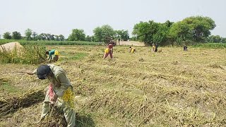 Til Ki Fasal Ka Karobar.awesome Videos.