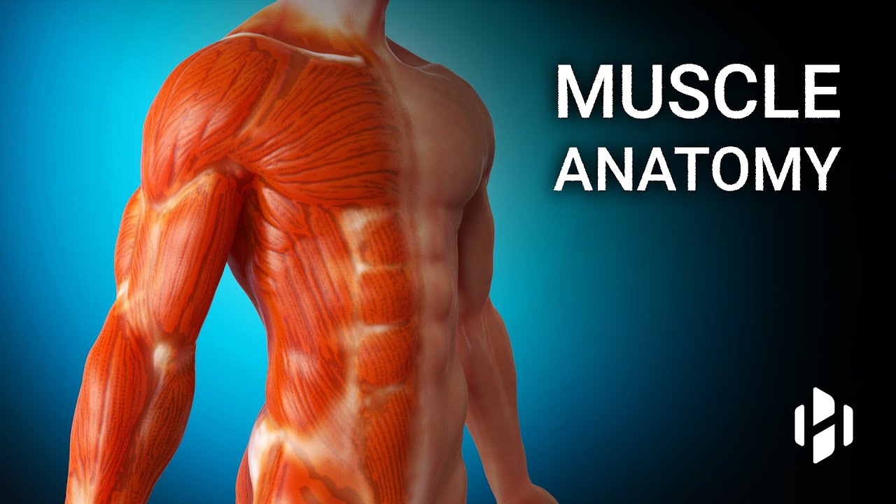 Anatomy of Human Muscles 