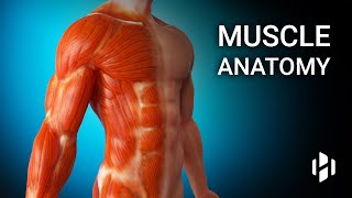 Anatomy Of Human Muscles