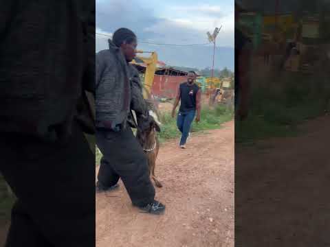 Protection dogs Uganda