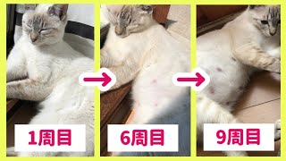 妊娠した猫のお腹が大きくなる様子を週数ごとに振り返ってみた【妊娠初期〜出産直前】