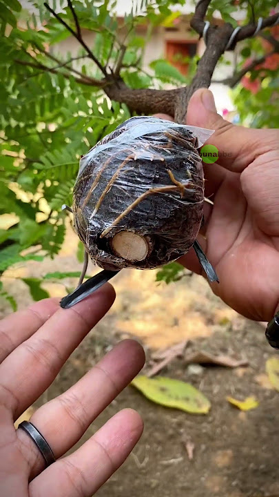 hasil cangkok Asem jawa #tamarind  #bonsaitree #asemjawa #bonsaiasem #cangkokasem