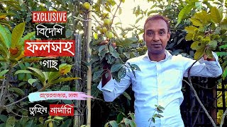 বিদেশি ফলসহ গাছ তুহিন নার্সারিতে | Exotic Fruit Tree Price In Rayerbazar | Gardening Bangladesh