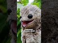 Scary or Cute? You decide! Ghost Bird - Great Potoo #shorts