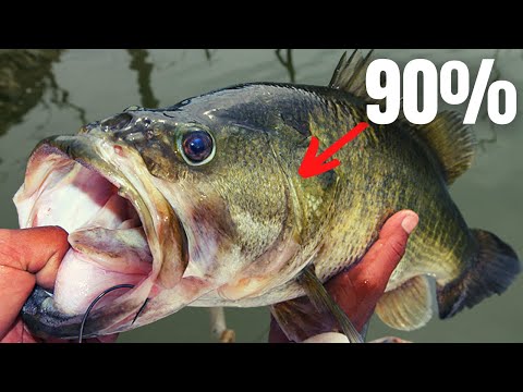 Video: Che tipo di pesce ci sono nel lago shabbona?