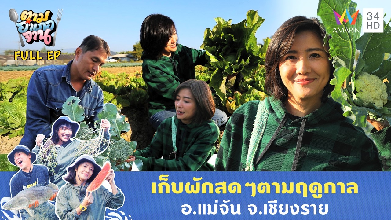 เก็บผักสดๆตามฤดูกาล อ.แม่จัน จ.เชียงราย | ตามอำเภอจาน | 24 ก.พ. 69 Full EP