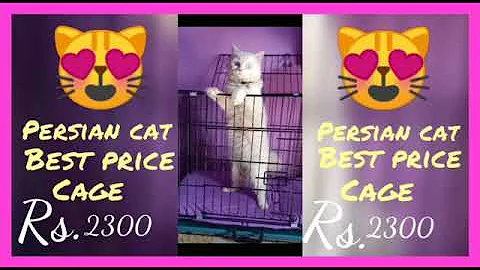 Video 11208811: best persian cat